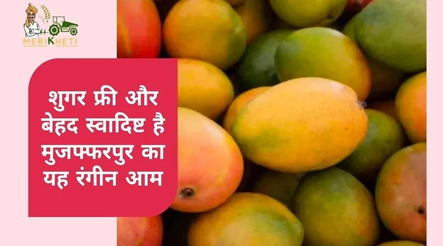 शुगर फ्री और बेहद स्वादिष्ट है मुजफ्फरपुर का यह रंगीन आम