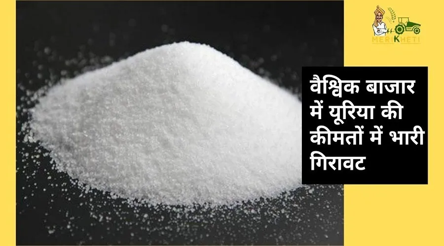 वैश्विक बाजार में यूरिया की कीमतों में भारी गिरावट, जानें क्या होगा भारत में इसका असर