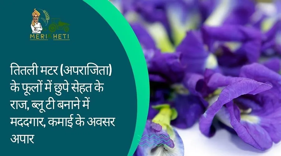 तितली मटर (अपराजिता) के फूलों में छुपे सेहत के राज, ब्लू टी बनाने में मददगार, कमाई के अवसर अपार