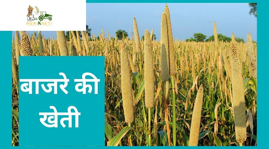 बाजरे की खेती (Bajra Farming information in hindi)