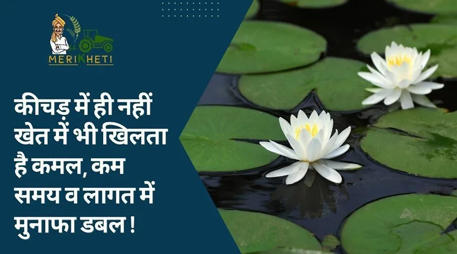 कीचड़ में ही नहीं खेत में भी खिलता है कमल, कम समय व लागत में मुनाफा डबल !