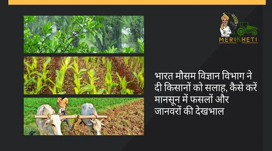 भारत मौसम विज्ञान विभाग ने दी किसानों को सलाह, कैसे करें मानसून में फसलों और जानवरों की देखभाल