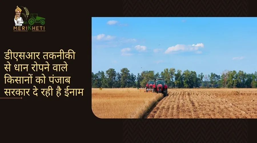डीएसआर तकनीकी से धान रोपने वाले किसानों को पंजाब सरकार दे रही है ईनाम