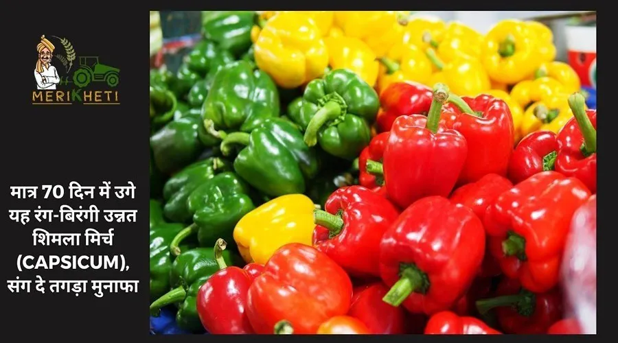 मात्र 70 दिन में उगे यह रंग-बिरंगी उन्नत शिमला मिर्च (Capsicum)
