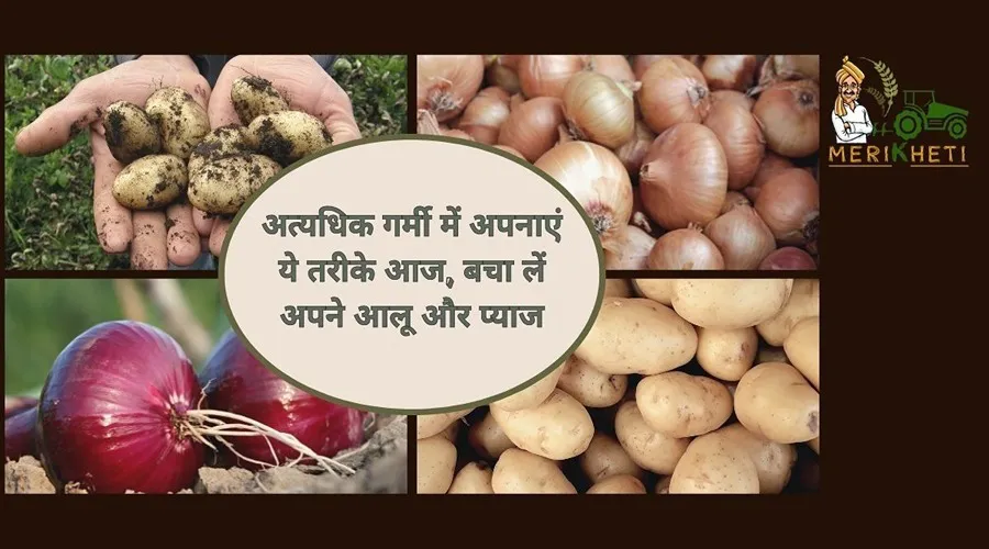 अत्यधिक गर्मी से खराब हो रहे हैं आलू और प्याज, तो अपनाएं ये तरीके आज