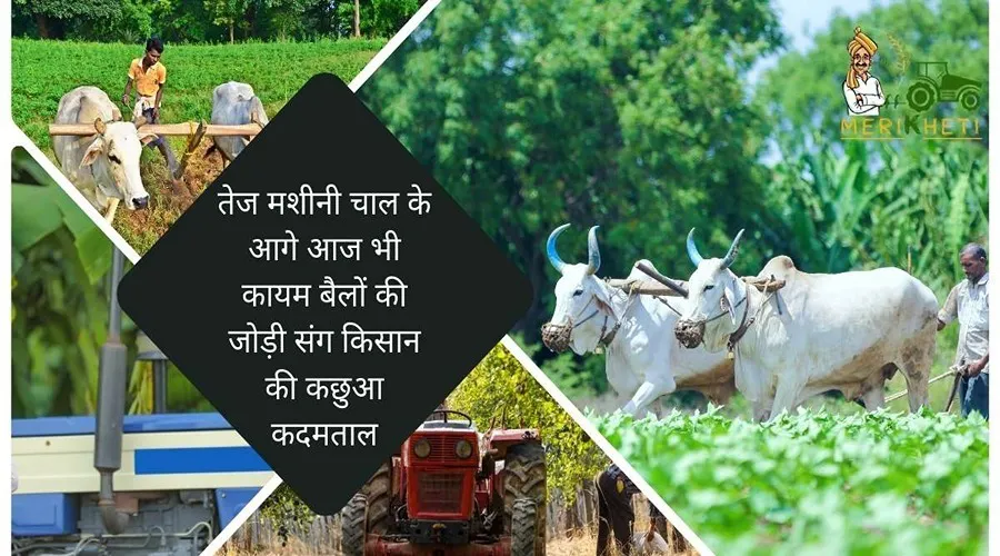 तेज मशीनी चाल के आगे आज भी कायम बैलों की जोड़ी संग किसान की कछुआ कदमताल