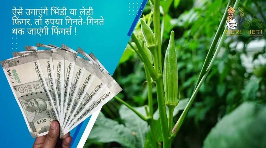 ऐसे उगाएंगे भिंडी या लेडी फिंगर, तो रुपया गिनते-गिनते थक जाएंगी फिंगर्स !