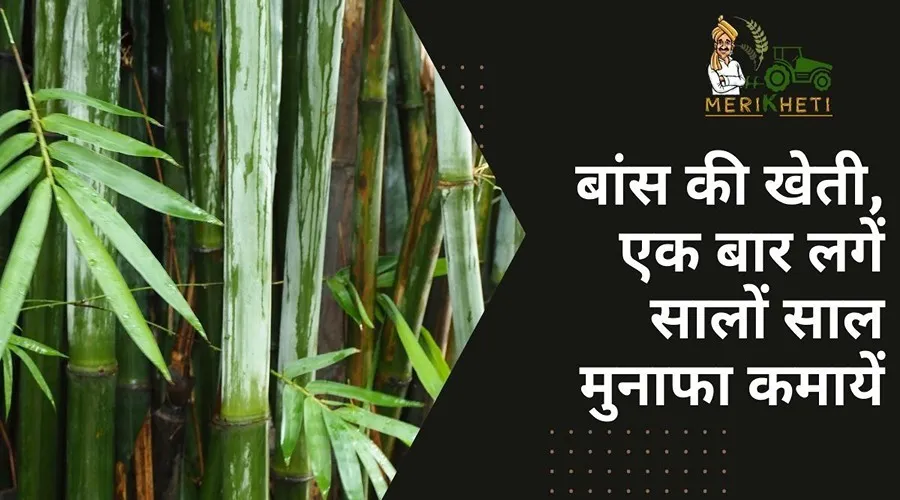 बांस की खेती लगे एक बार : मुनाफा कमायें बारम्बार