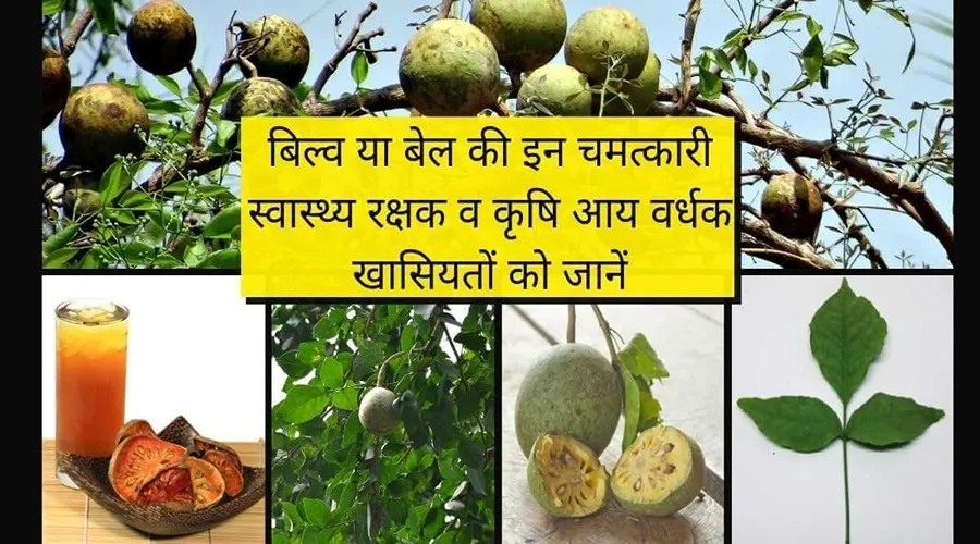 बिल्व या बेल की इन चमत्कारी स्वास्थ्य रक्षक व कृषि आय वर्धक खासियतों को जानें