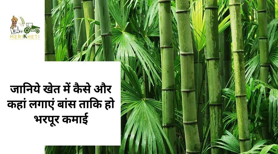 जानिये खेत में कैसे और कहां लगाएं बांस ताकि हो भरपूर कमाई