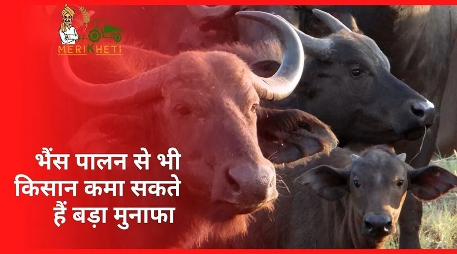 भैंस पालन से भी किसान कमा सकते हैं बड़ा मुनाफा