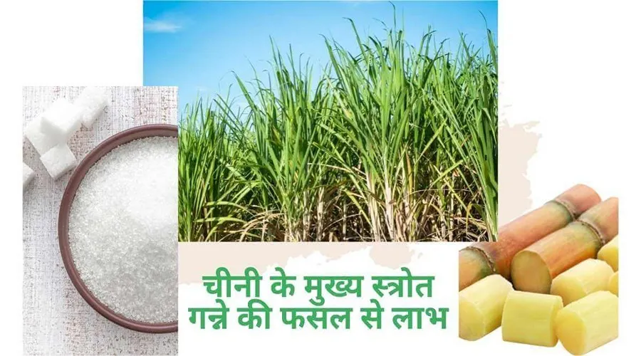चीनी के मुख्य स्त्रोत गन्ने की फसल से लाभ