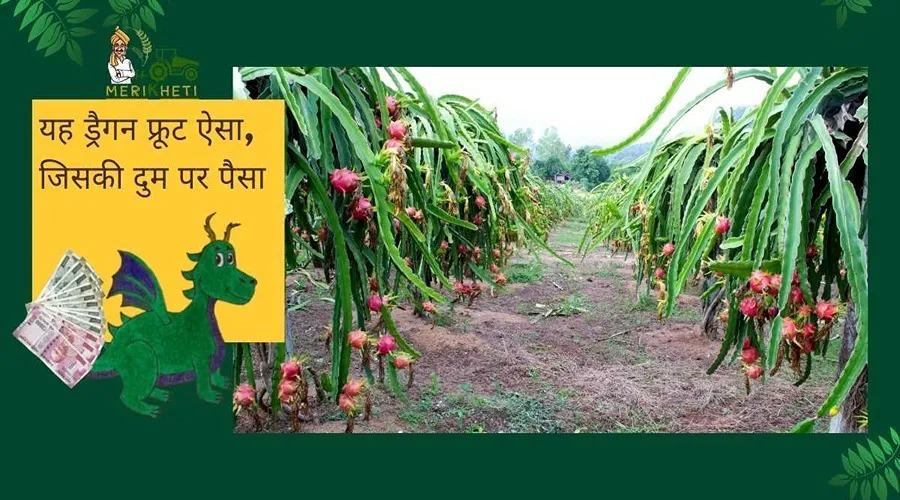 यह ड्रैगन फ्रूट ऐसा, जिसकी दुम पर पैसा