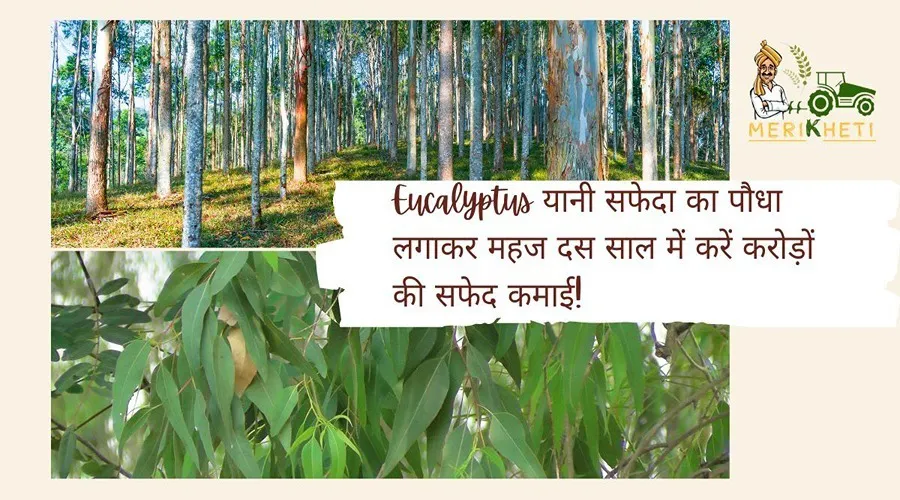 Eucalyptus यानी सफेदा का पौधा लगाकर महज दस साल में करें करोड़ों की सफेद कमाई!