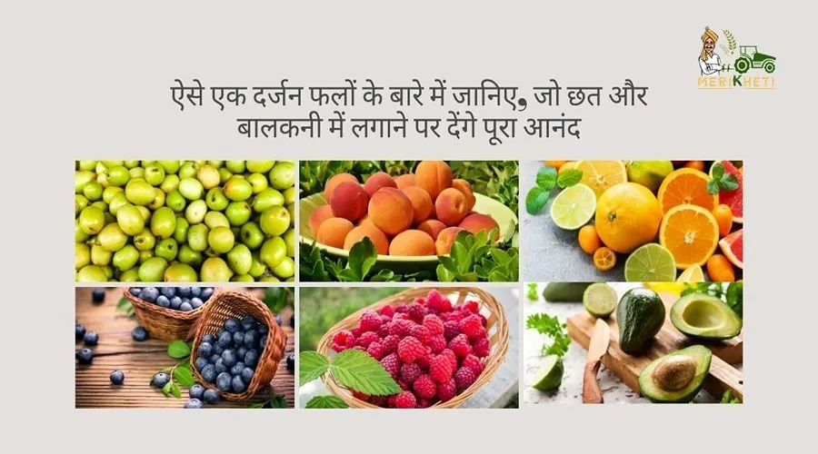 ऐसे एक दर्जन फलों के बारे में जानिए, जो छत और बालकनी में लगाने पर देंगे पूरा आनंद