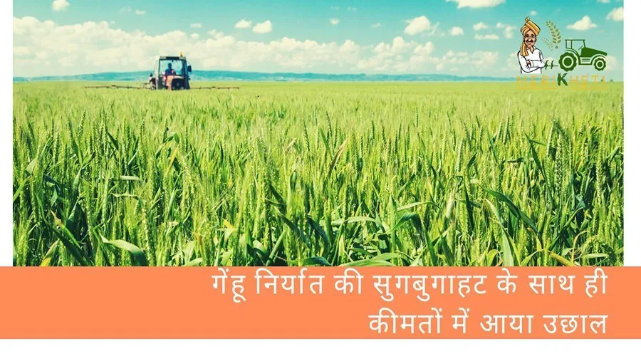 गेंहू निर्यात की सुगबुगाहट के साथ ही कीमतों में आया उछाल