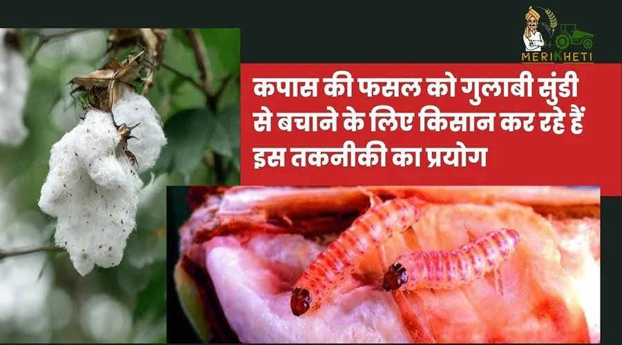 कपास की फसल को गुलाबी सुंडी से बचाने के लिए किसान कर रहे हैं इस तकनीकी का प्रयोग