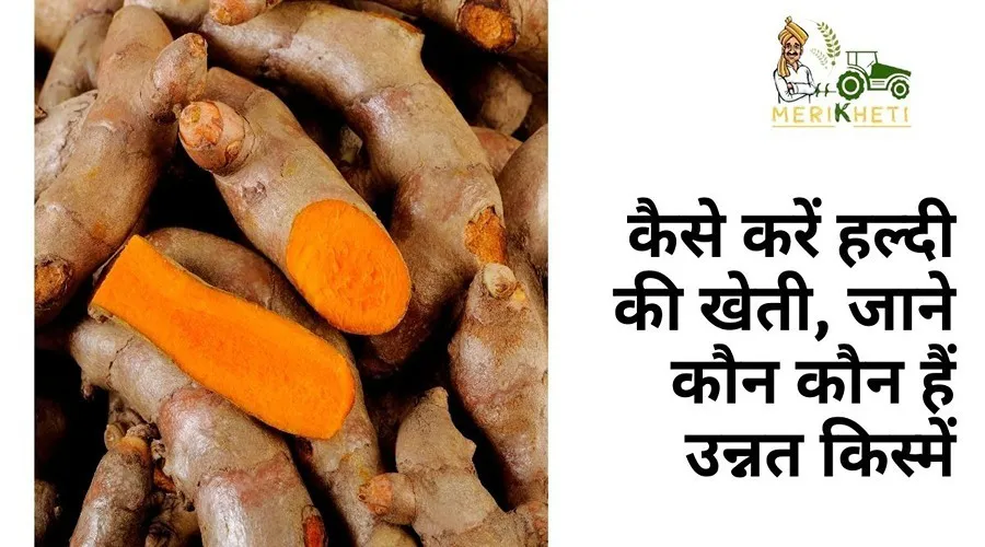 Turmeric Farming: कैसे करें हल्दी की खेती, जाने कौन सी हैं उन्नत किस्में