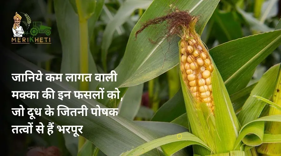 जानिये कम लागत वाली मक्का की इन फसलों को, जो दूध के जितनी पोषक तत्वों से हैं भरपूर