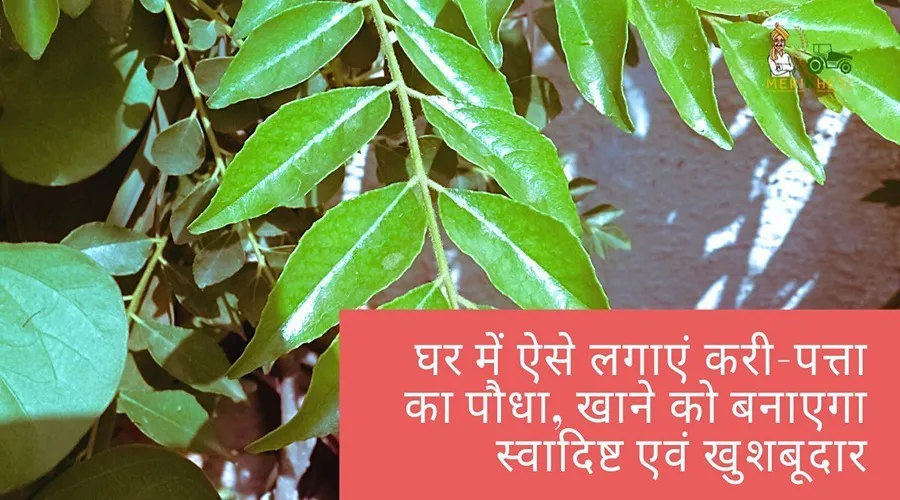 घर में ऐसे लगाएं करी-पत्ता का पौधा, खाने को बनाएगा स्वादिष्ट एवं खुशबूदार