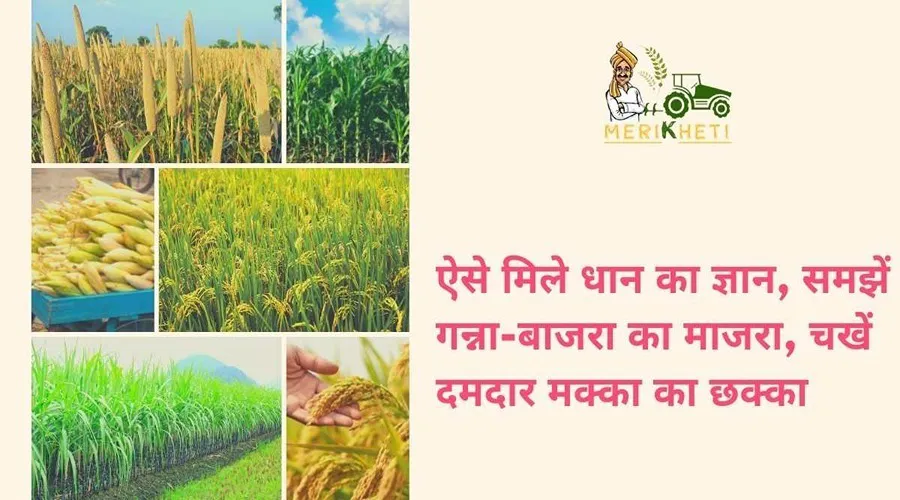 ऐसे मिले धान का ज्ञान, समझें गन्ना-बाजरा का माजरा, चखें दमदार मक्का का छक्का