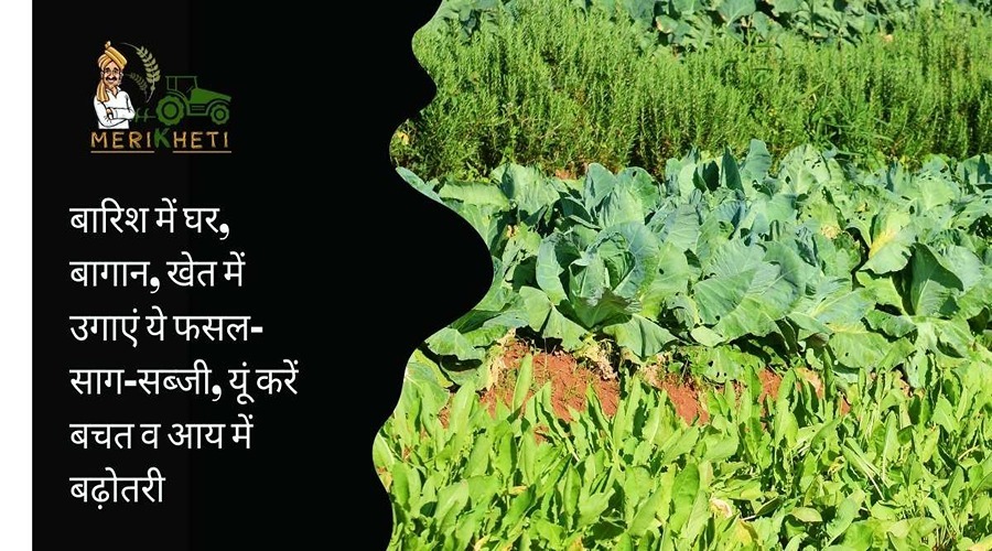 Kharif Tips: बारिश में घर-बागान-खेत में उगाएं ये फसल-साग-सब्जी, यूं करें बचत व आय में बढ़ोतरी