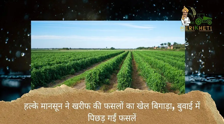 हल्के मानसून ने खरीफ की फसलों का खेल बिगाड़ा, बुवाई में पिछड़ गईं फसलें