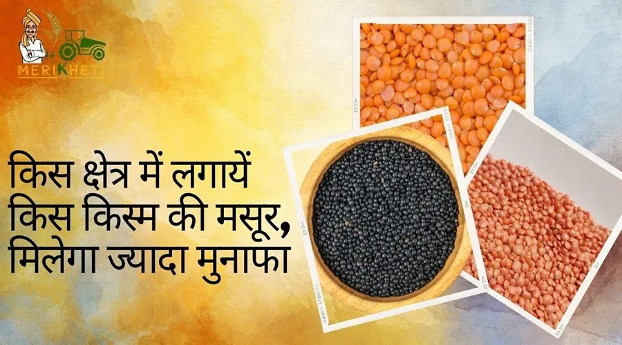 किस क्षेत्र में लगायें किस किस्म की मसूर, मिलेगा ज्यादा मुनाफा  