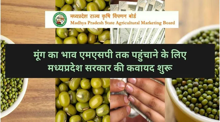 मूंग का भाव एमएसपी तक पहुंचाने के लिए मध्यप्रदेश सरकार की कवायद शुरू