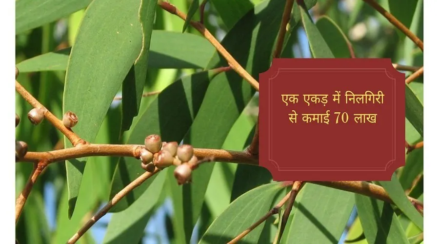 एक एकड़ में नीलगिरी की खेती से कमाई 70 लाख
