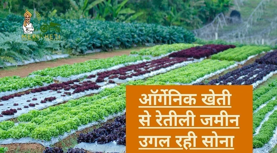 ऑर्गेनिक खेती से रेतीली जमीन उगल रही सोना