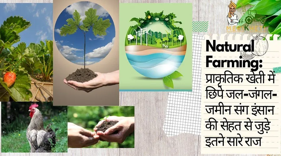 Natural Farming: प्राकृतिक खेती में छिपे जल-जंगल-जमीन संग इंसान की सेहत से जुड़े इतने सारे राज