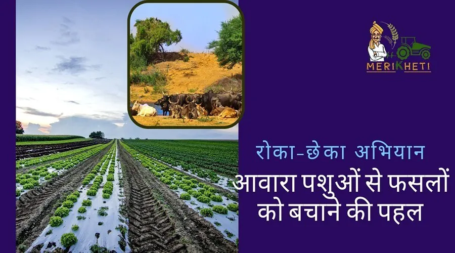 रोका-छेका अभियान: आवारा पशुओं से फसलों को बचाने की पहल