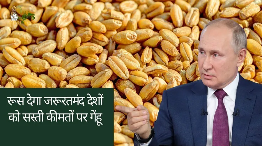 अब रूस देगा जरूरतमंद देशों को सस्ती कीमतों पर गेंहू, लेकिन पूरी करनी पड़ेगी यह शर्त