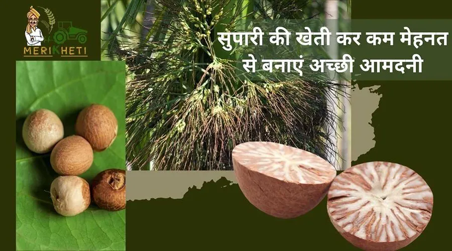 सुपारी की खेती कर, कम मेहनत से बनाएं अच्छी आमदनी