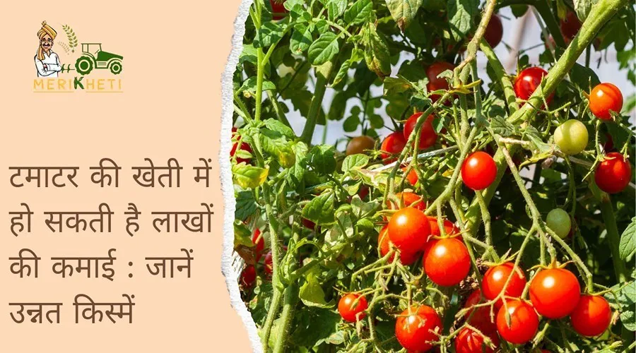टमाटर की खेती में हो सकती है लाखों की कमाई : जानें उन्नत किस्में