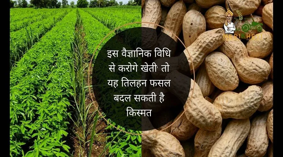 इस वैज्ञानिक विधि से करोगे खेती, तो यह तिलहन फसल बदल सकती है किस्मत