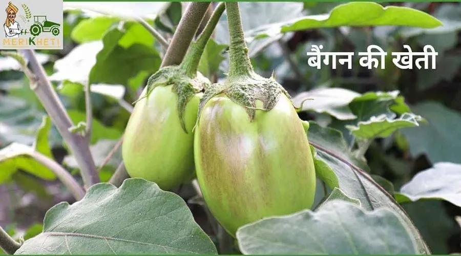 बैंगन की खेती की संपूर्ण जानकारी