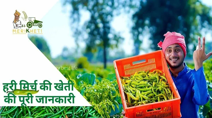 हरी मिर्च की खेती की पूरी जानकारी