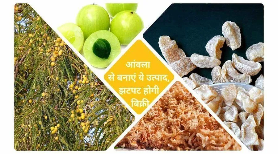 आंवला से बनाएं ये उत्पाद, झटपट होगी बिक्री