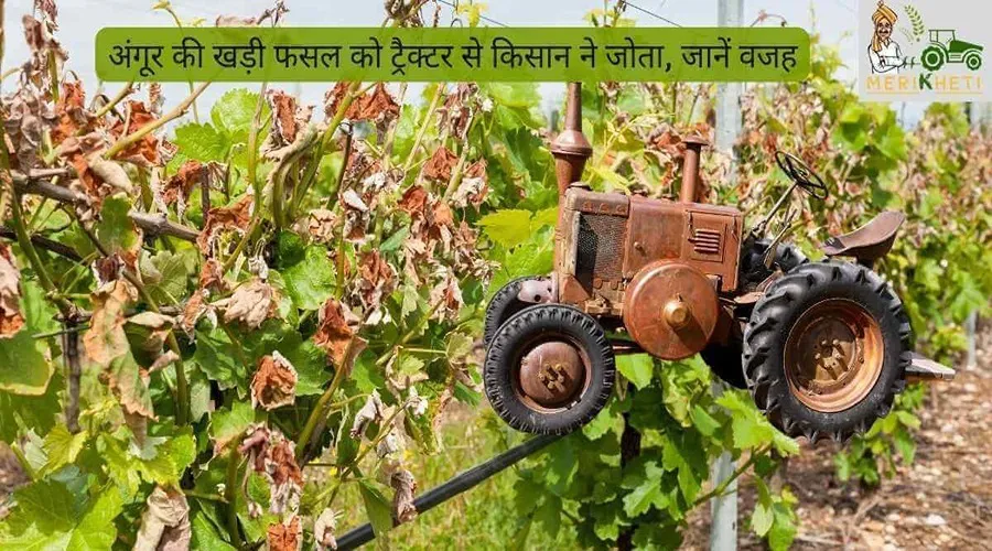 अंगूर की खड़ी फसल को ट्रैक्टर से किसान ने जोता, जानें वजह