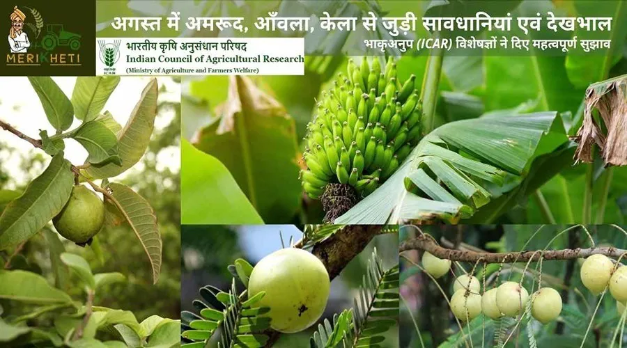 Gardening Tips: अगस्त में अमरूद, आँवला, केला से जुड़ी सावधानियां एवं देखभाल