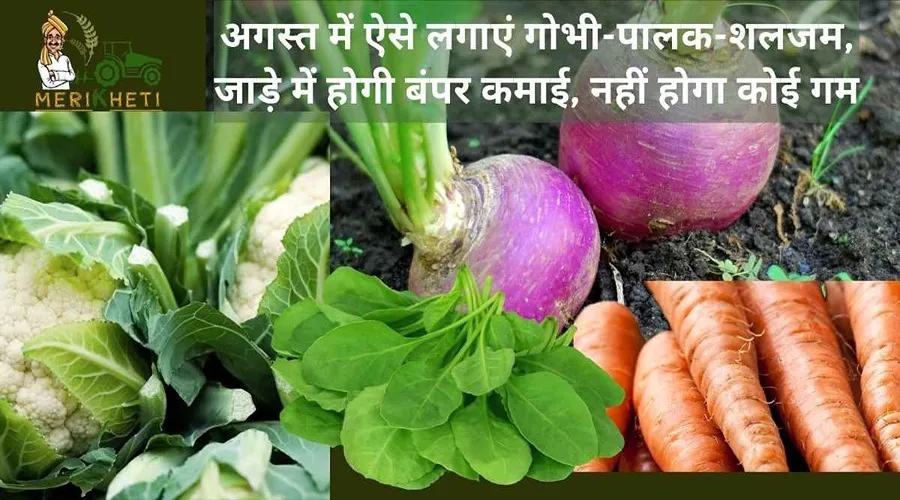 अगस्त में ऐसे लगाएं गोभी-पालक-शलजम, जाड़े में होगी बंपर कमाई, नहीं होगा कोई गम