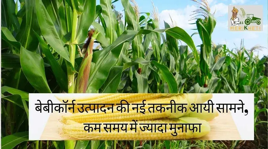 बेबीकॉर्न उत्पादन की नई तकनीक आयी सामने, कम समय में ज्यादा मुनाफा