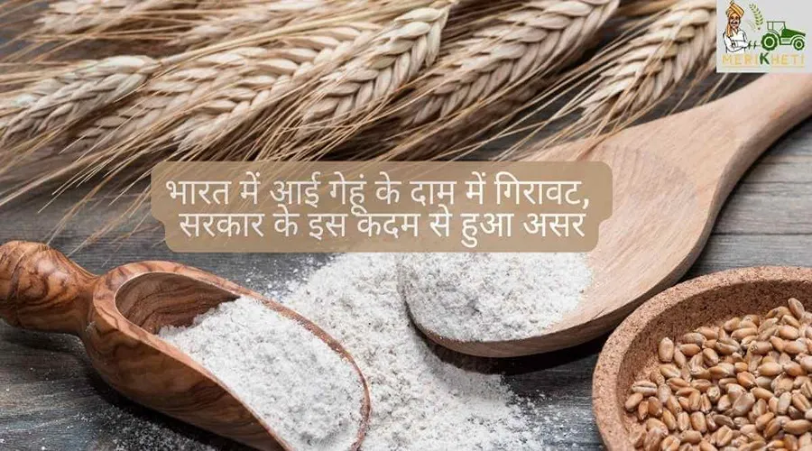 भारत में आई गेहूं के दाम में गिरावट, सरकार के इस कदम से हुआ असर