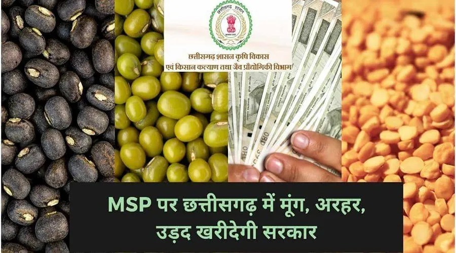 MSP पर छत्तीसगढ़ में मूंग, अरहर, उड़द खरीदेगी सरकार