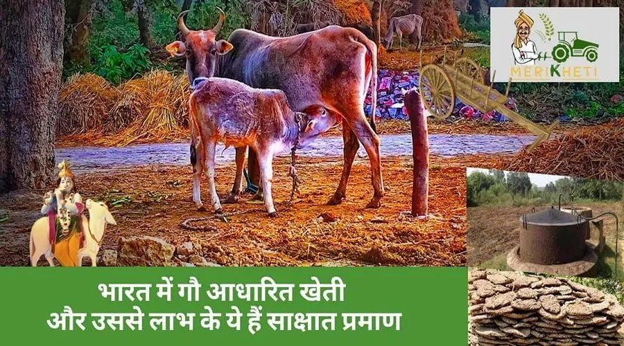 Cow-based Farming: भारत में गौ आधारित खेती और उससे लाभ के ये हैं साक्षात प्रमाण