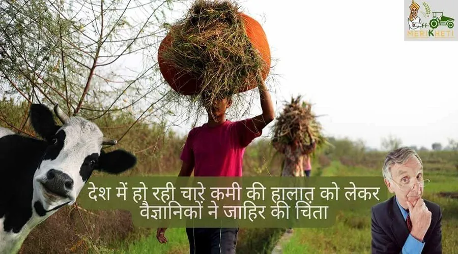 देश में हो रही चारे कमी की हालात को लेकर वैज्ञानिकों ने जाहिर की चिंता