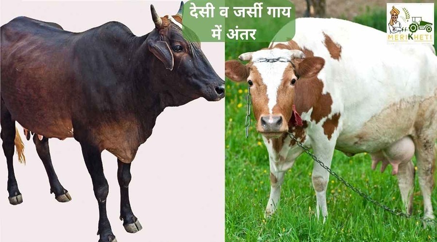 देसी और जर्सी गाय में अंतर (Difference between desi cow and jersey cow in Hindi)