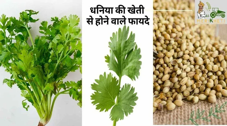 धनिया की खेती से होने वाले फायदे